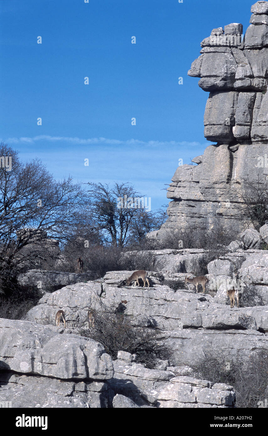 Erosion working on Jurassic limestones Spanish Ibex Capra pyrenaica