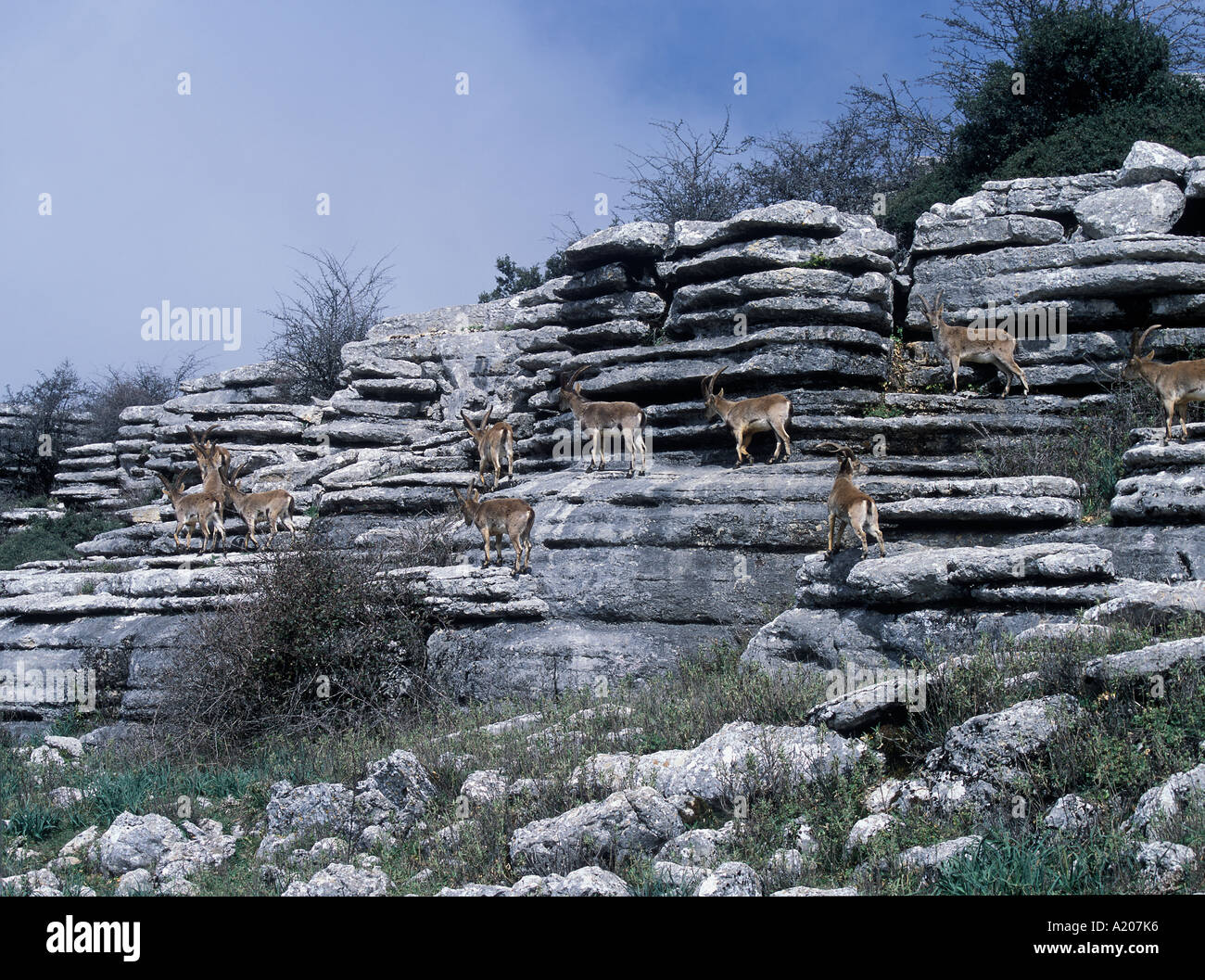 Erosion working on Jurassic limestones Spanish Ibex Capra pyrenaica