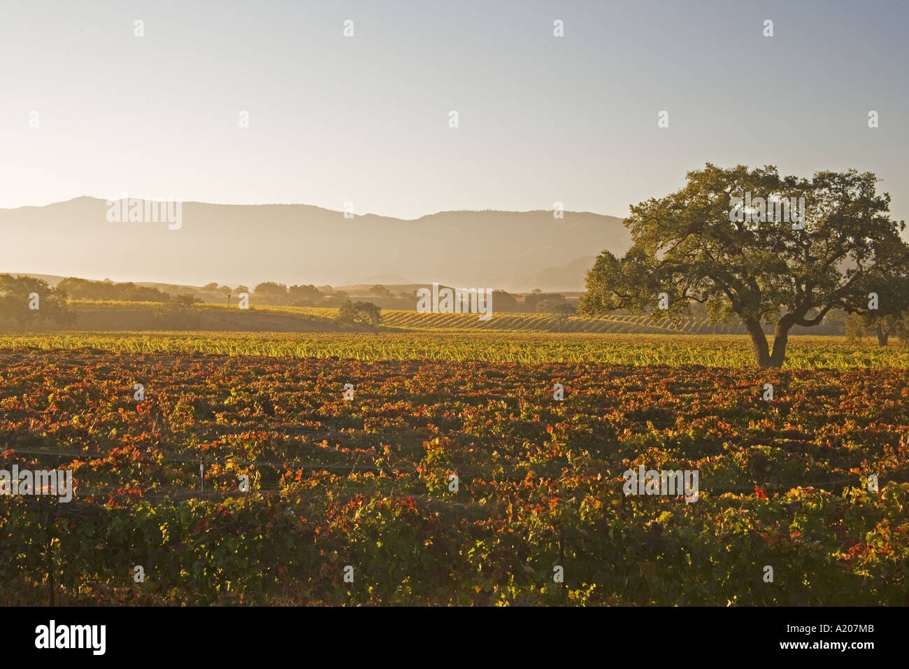 vineyards and oak trees in the autumn Santa Ynez Valley near Santa Barbara California Stock Photo