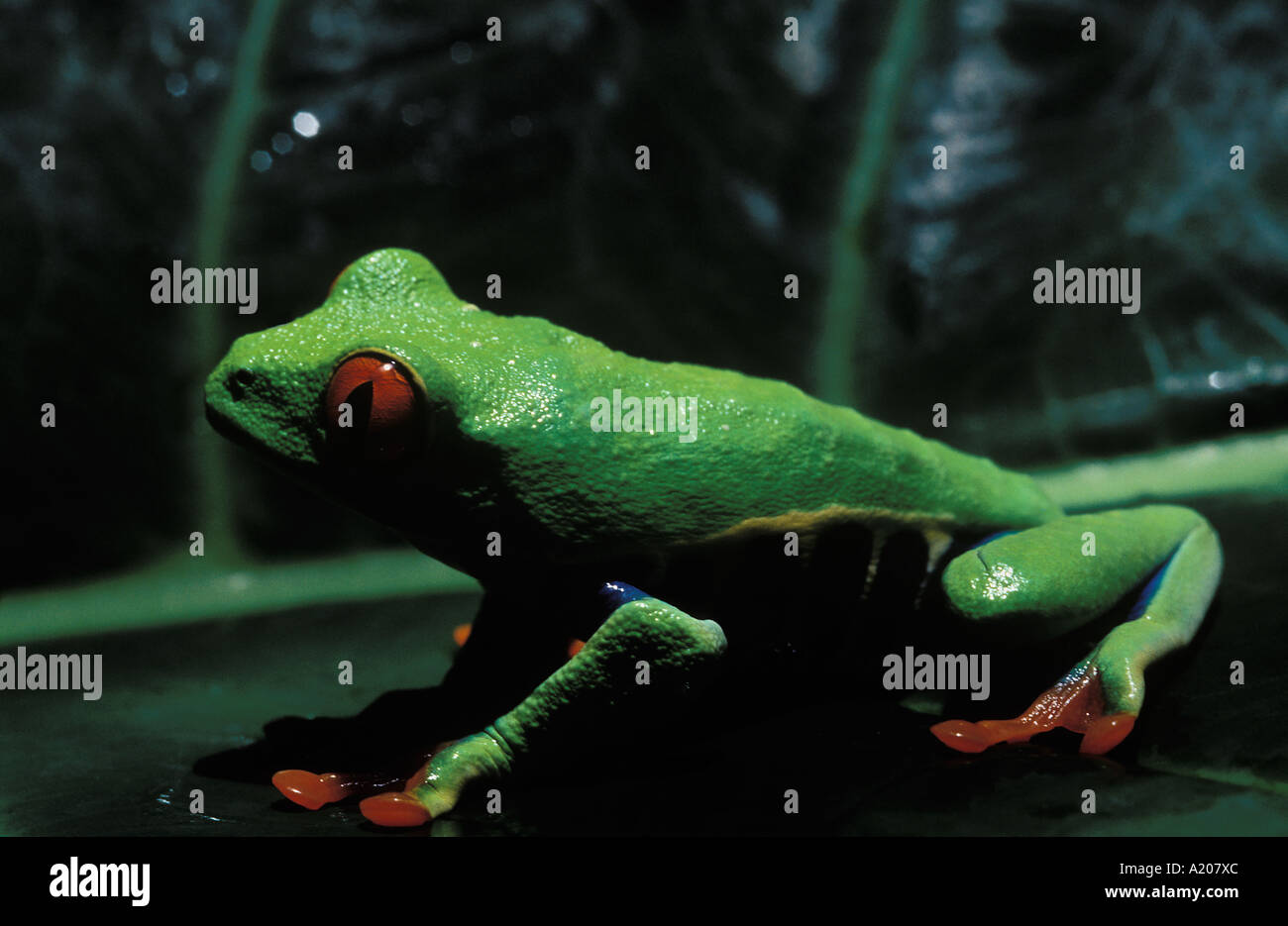 Red eyed Treefrog Agalychnis callidryas Costa Rica Central America Stock Photo