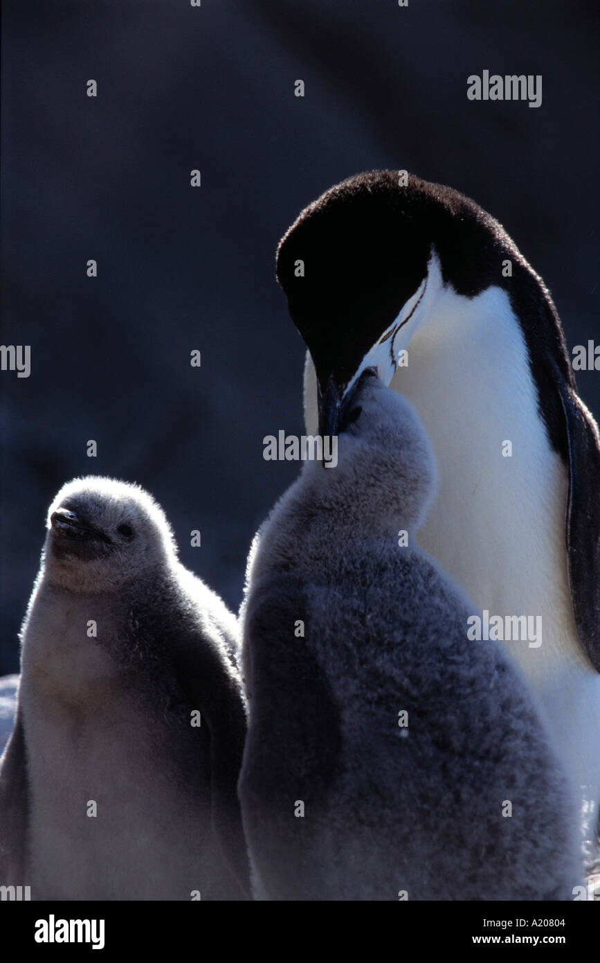 Penguin eat antarctica hi-res stock photography and images - Alamy