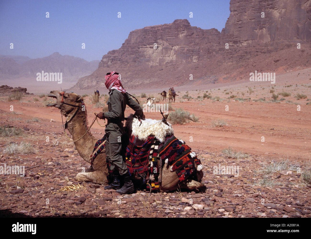 Cop Photography Camel police hi-res stock photography and images - Alamy