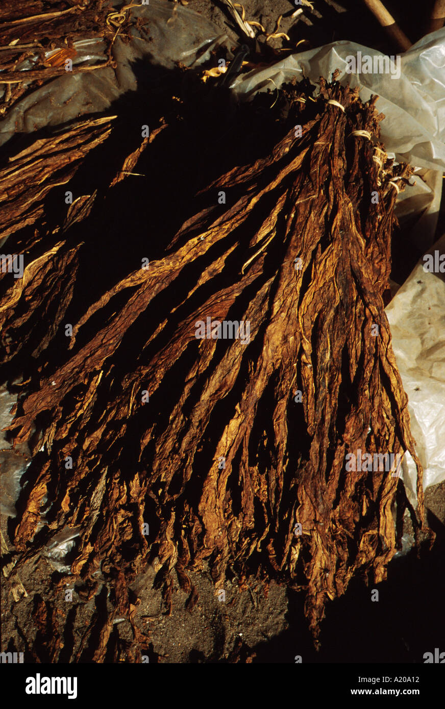 Tobacco at market in Beira Mozambique Stock Photo