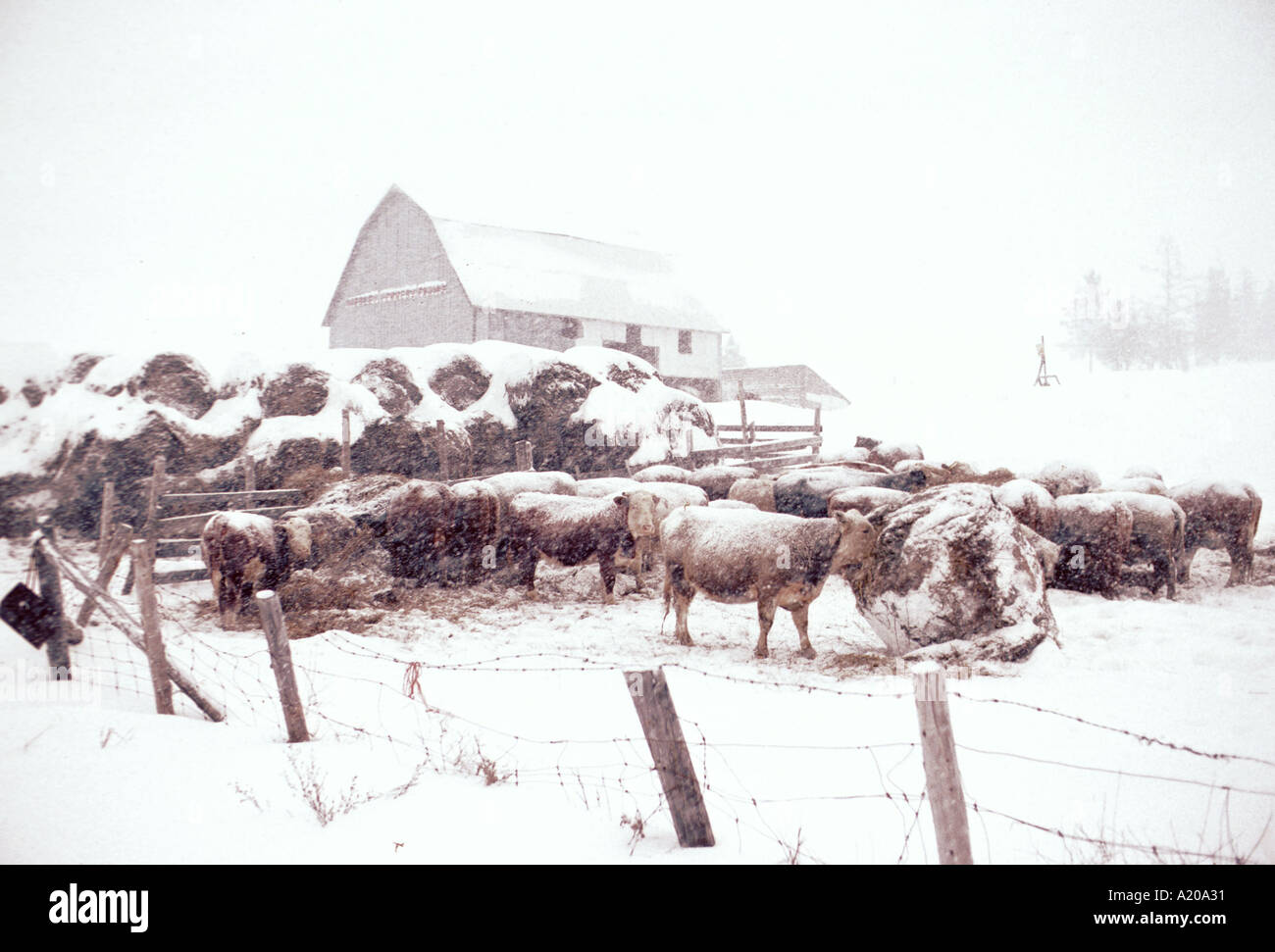 Cattle feeding during snow blizzard winter rural New Brunswick Canada