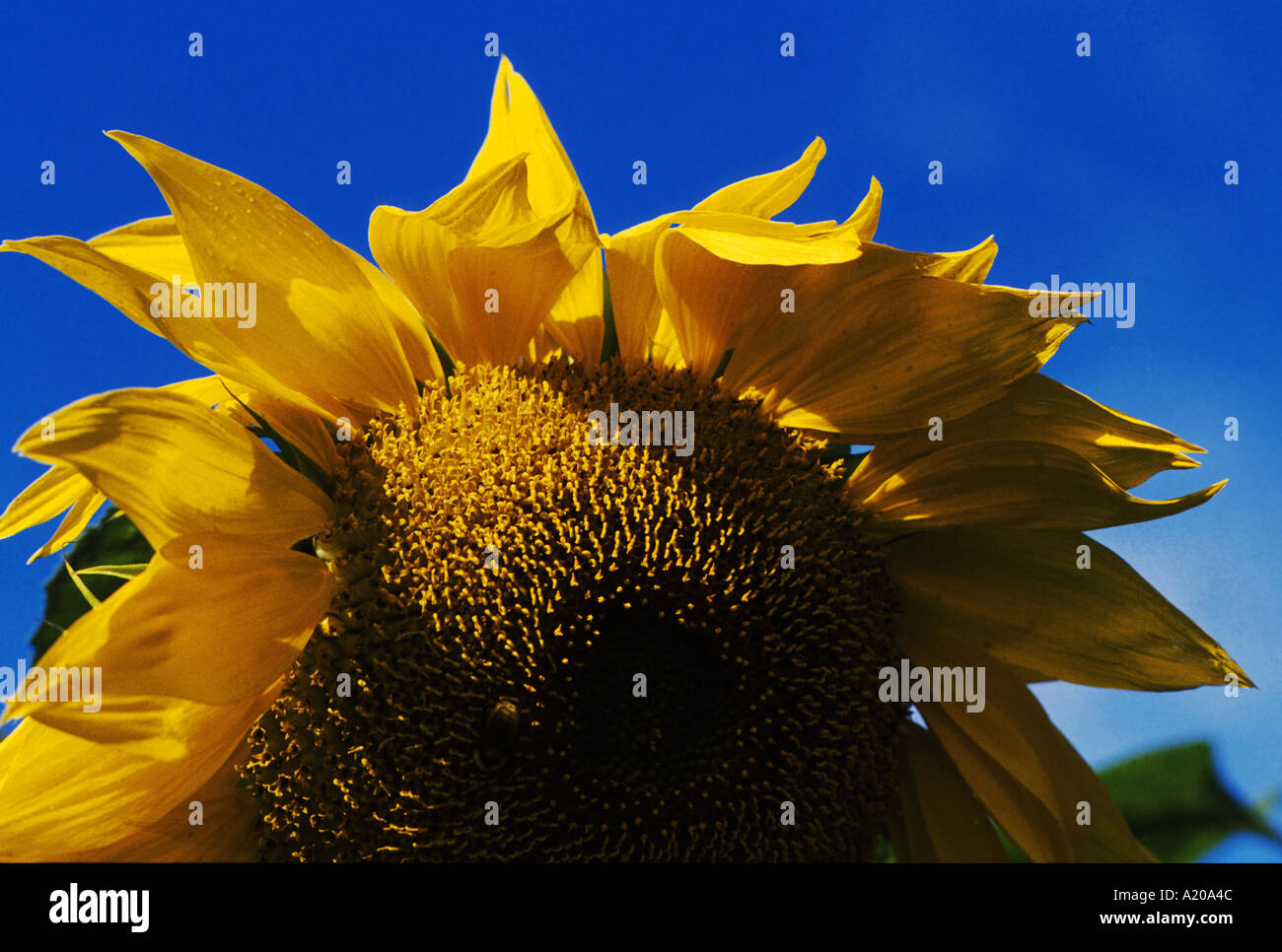 Sunflower in full bloom Stock Photo
