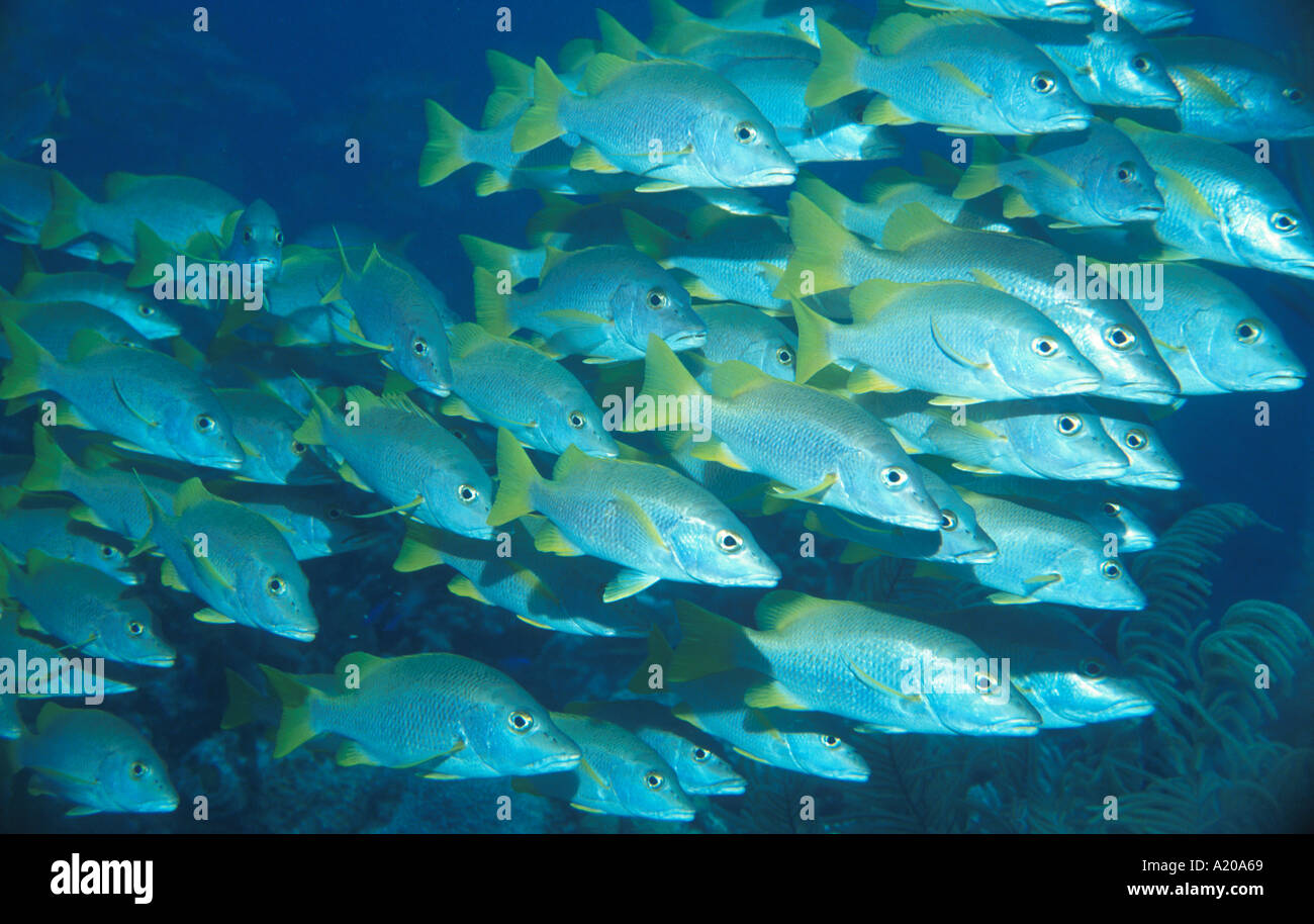 Shoal of Schoolmaster Snappers Lutjanus apodus Isle of Youth Isle of Pines Cuba Caribbean Sea Stock Photo