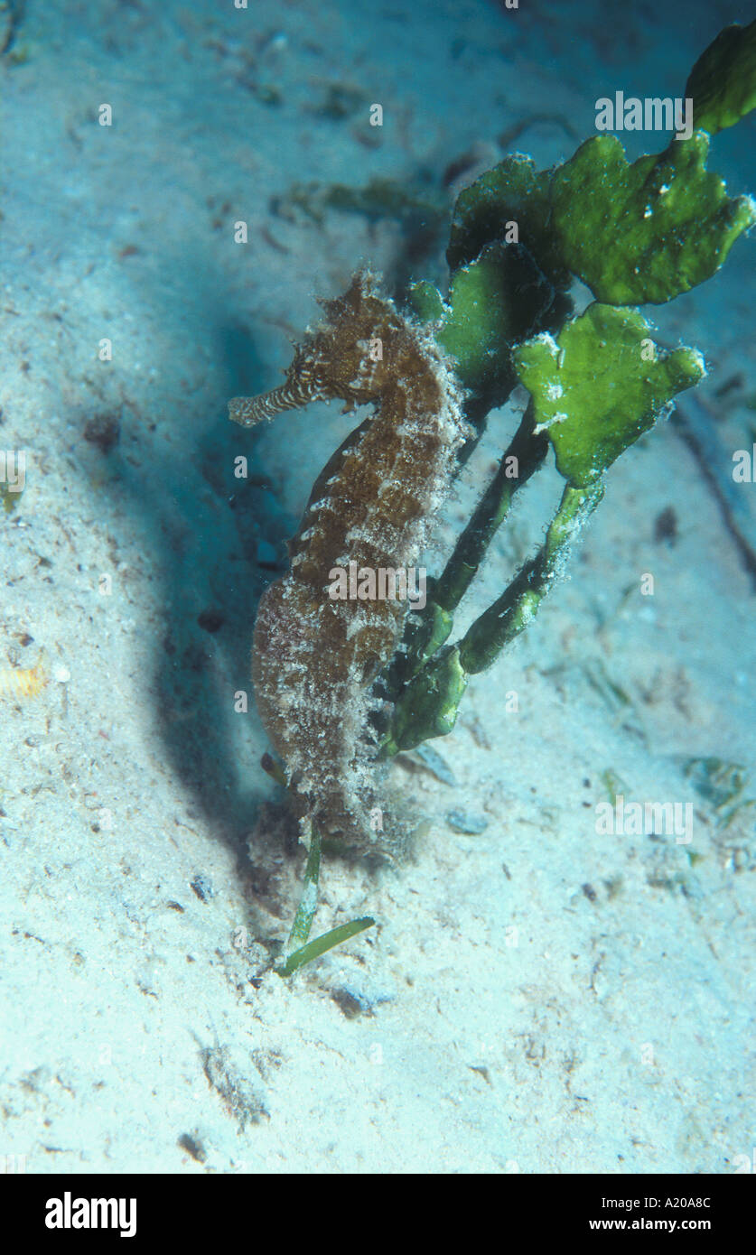 Thorny Sea Horse Hippocampus histrix Mabul Reef Ligitan Reefs Celebes Sea Sabah Borneo Malaysia 15 cm Stock Photo