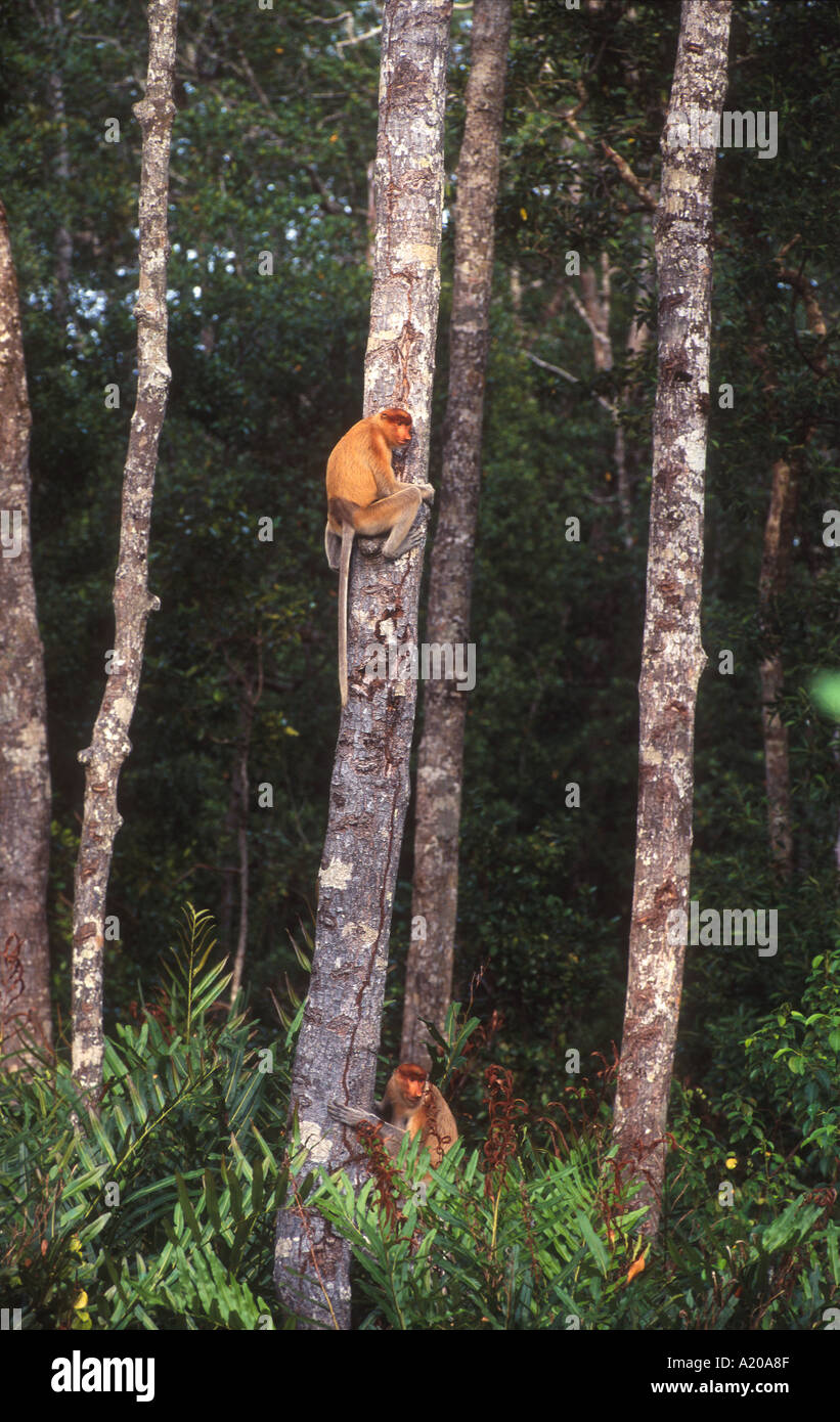 3 Proboscis Monkeys in tree 2 Babies holding on Nasalis larvatus Labuk Bay Proboscis Monkey Sanctuary Sabah Borneo Malaysia Ende Stock Photo