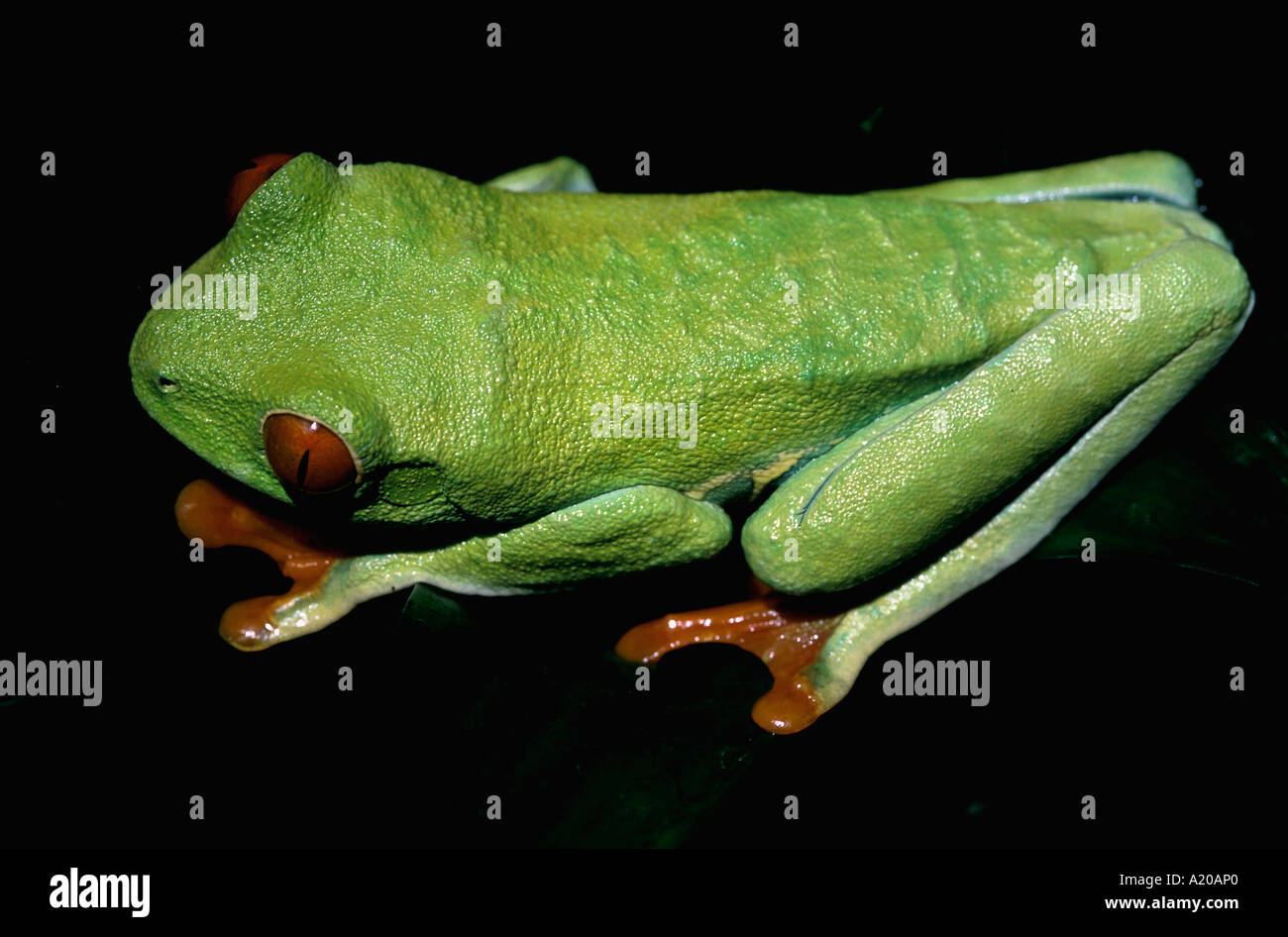 Red eyed Treefrog Agalychnis callidryas Costa Rica Central America Stock Photo