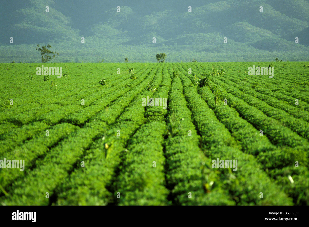peanut fields Queensland, Australia Stock Photo Alamy