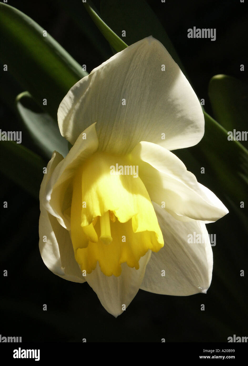 Yellow Daffodil Stock Photo