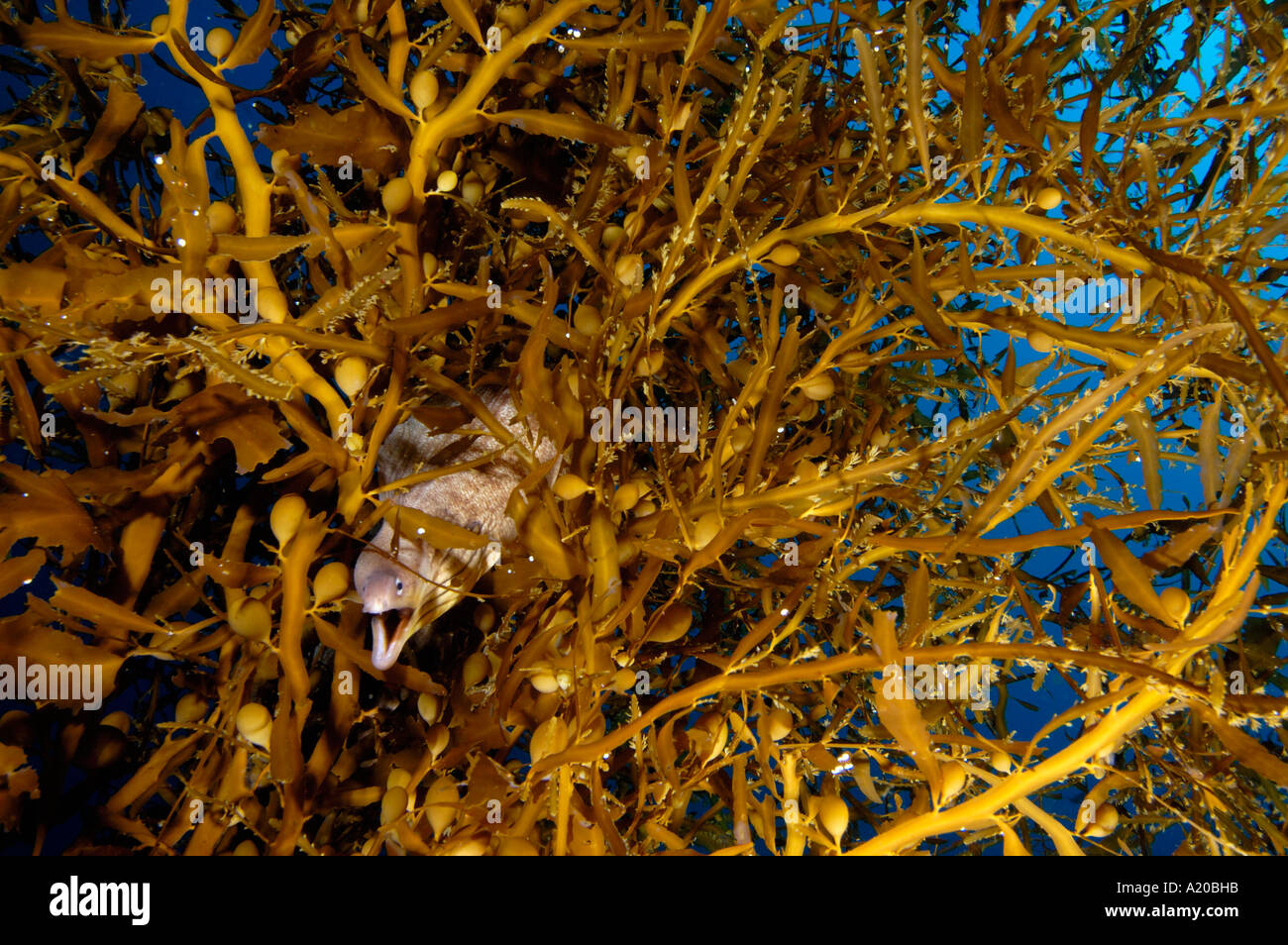 Grey moray eel Gymnothorax nubilus in sea plume Carpophyllum plumosum Poor Knights Islands New