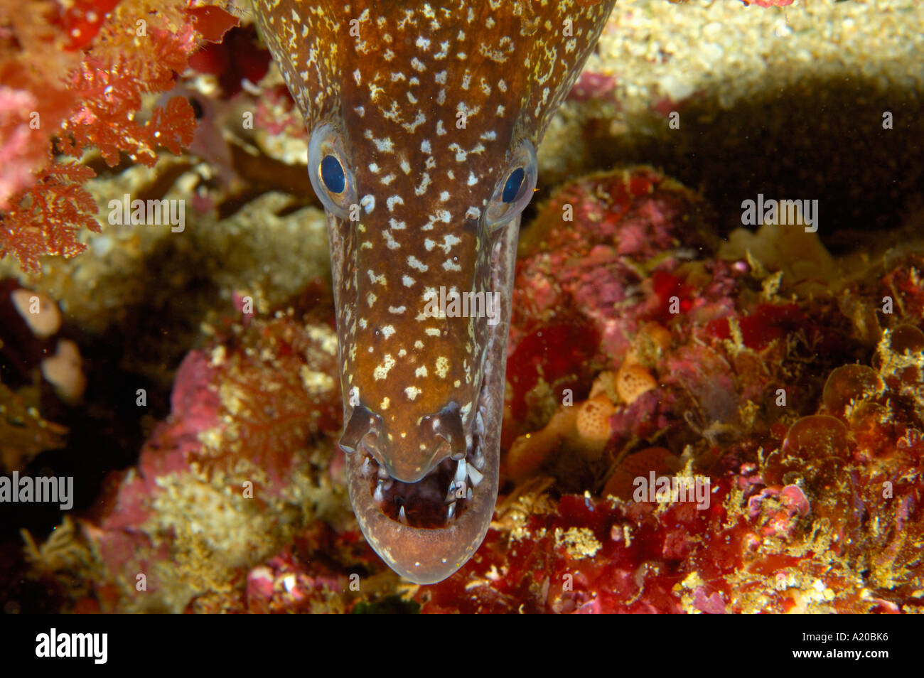 Mosaic moray eel Enchelycore ramosa South Harbour Poor Knights Islands New Zealand South Pacific Ocean Stock Photo