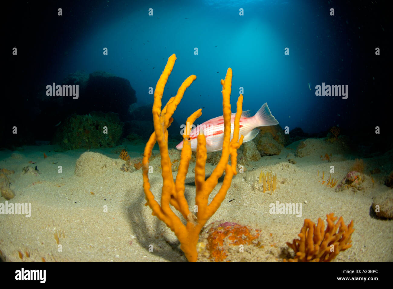 Yellow finger sponge and female red pigfish Bodianus unimaculatus Poor Knights Islands New Zealand Stock Photo