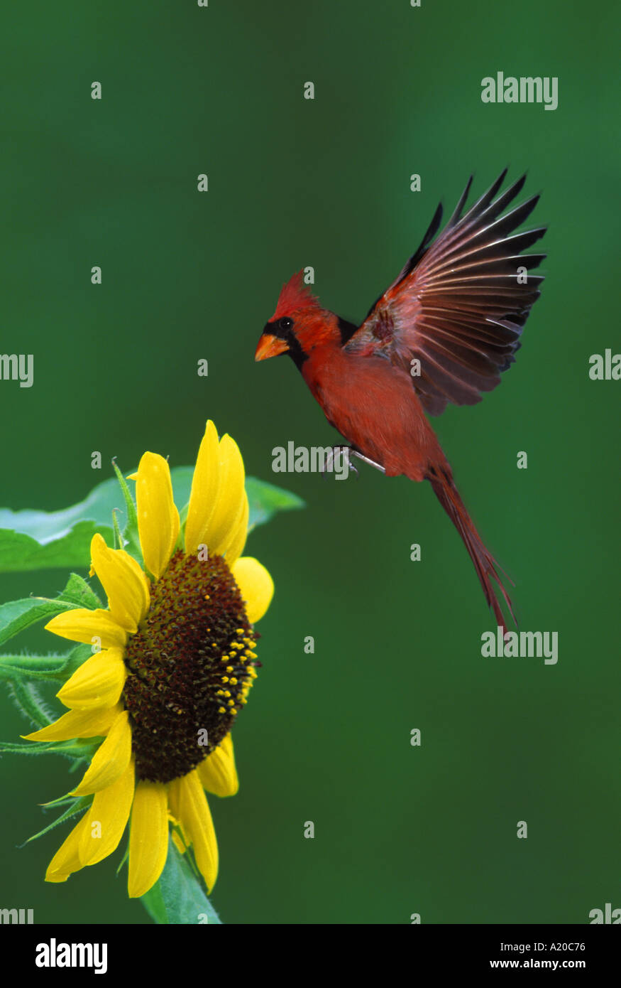 Northern Cardinal male in mid-flight caught landing on a sunflower