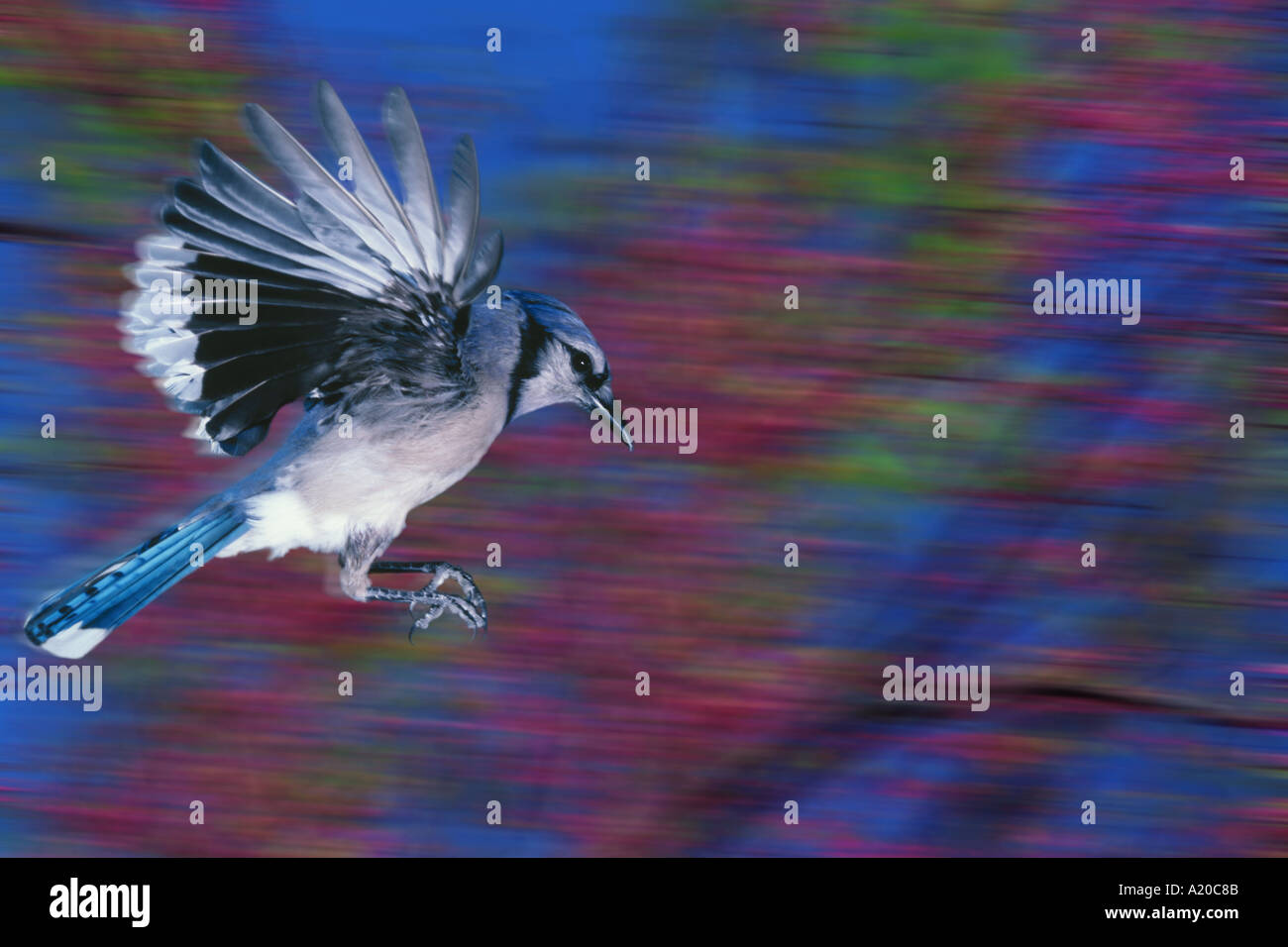 BLUE JAY in flight (Cyanocitta cristata) ©Jim