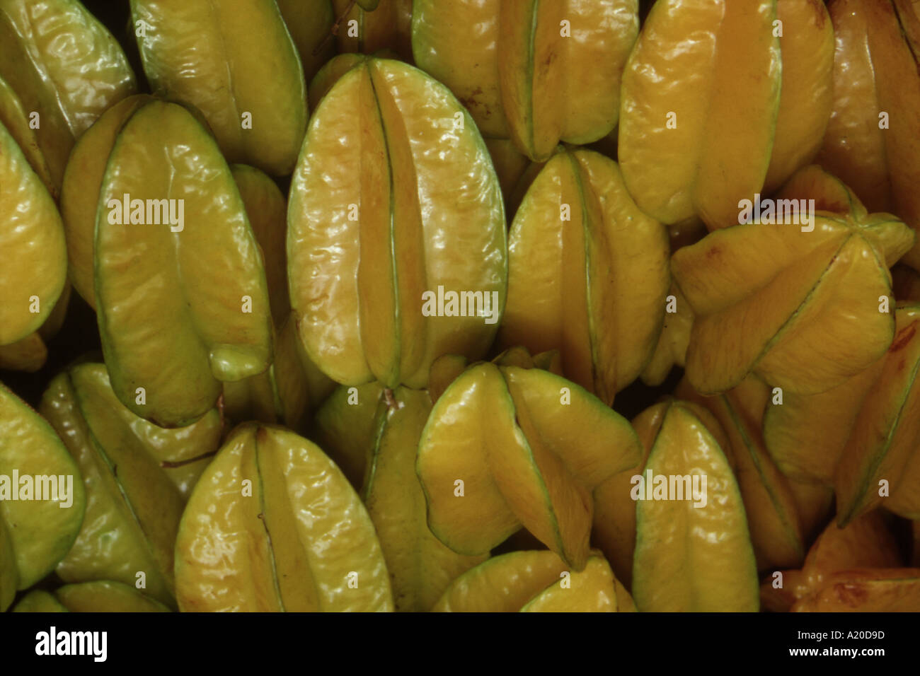 Star fruit are smooth yellow skinned conical shaped fruits, S.E.Asia Stock Photo Alamy