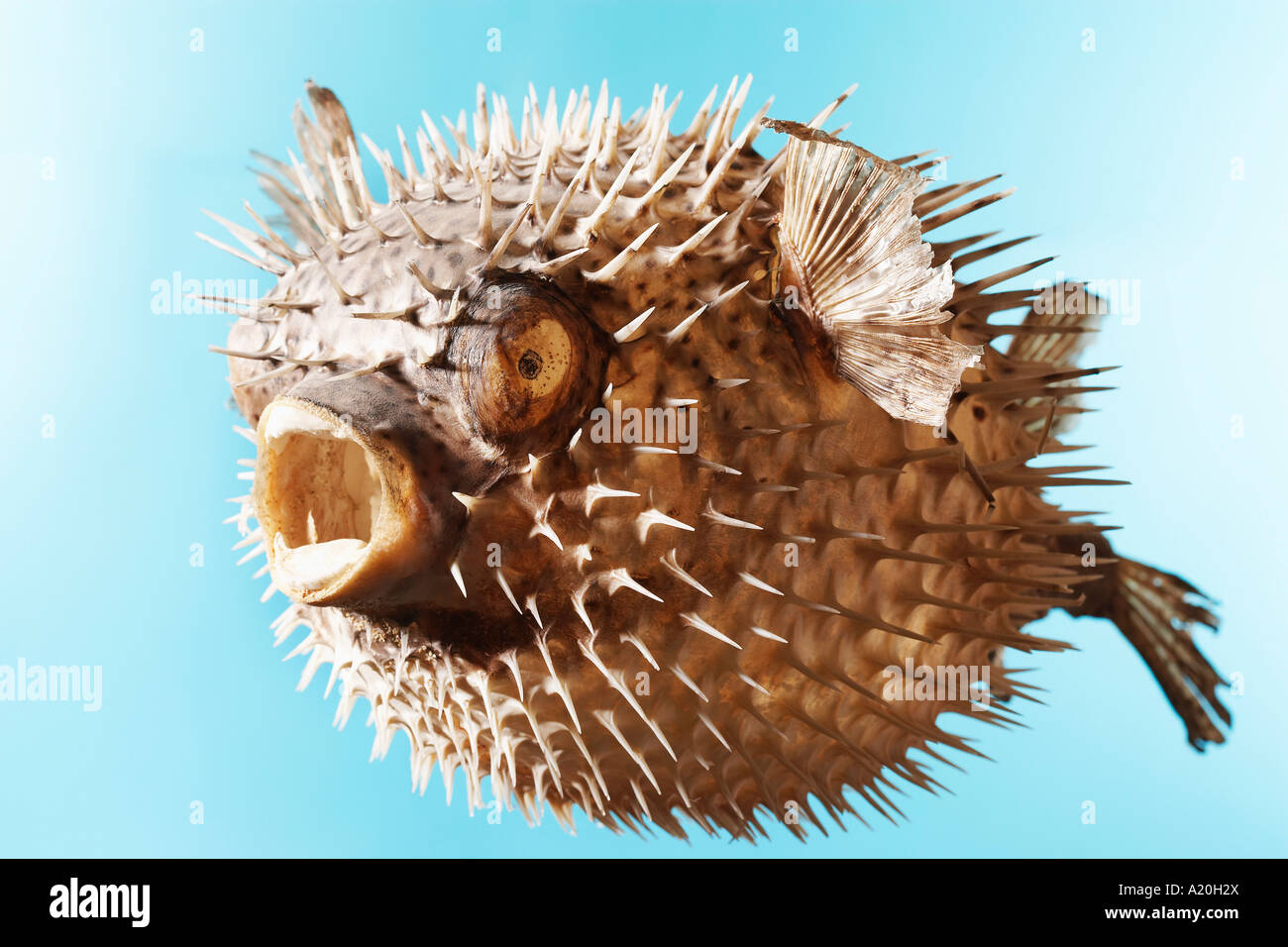 Taxidermal inflated puffer fish, studio shot Stock Photo