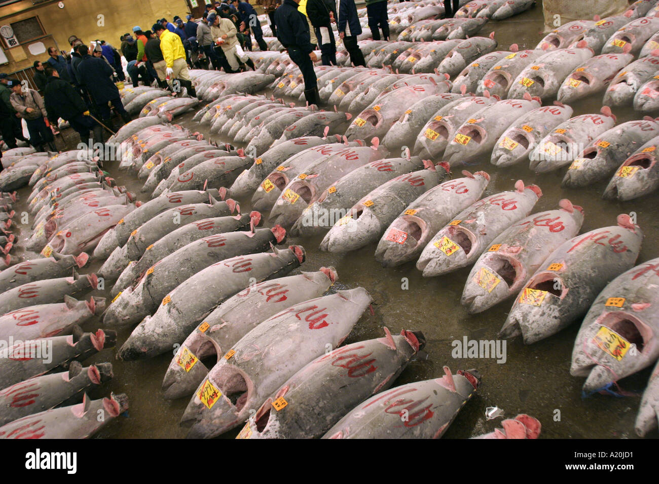 Frozen tuna lies awaiting inspection and auction at Tsukiji fish market the worlds largest daily fish market, Tokyo, Japan Stock Photo
