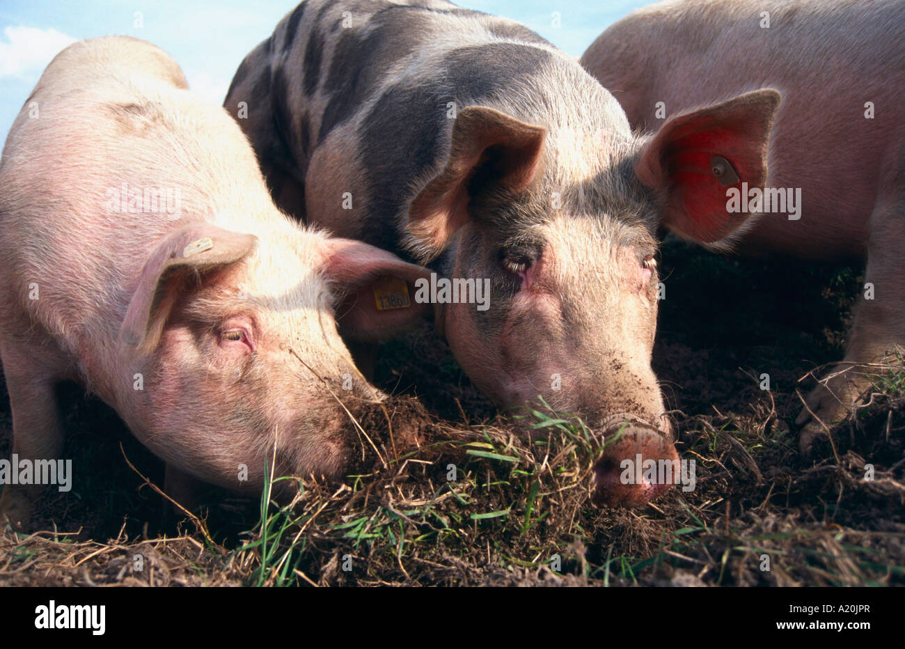 Domestic Pig Hausschwein Stock Photo