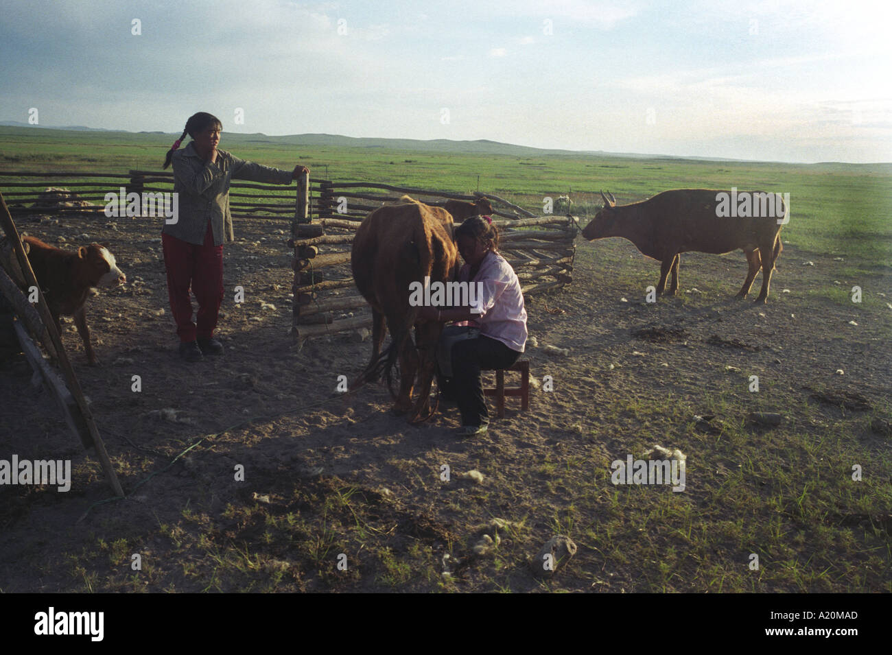 A nomadic family of the Mongolian steppe , with their livestock Stock ...