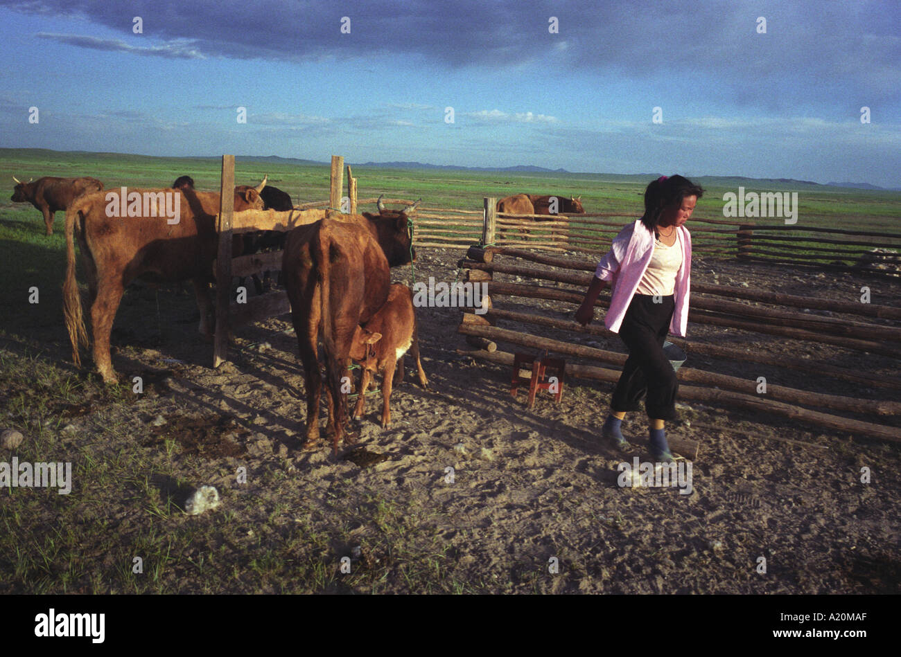 A nomadic family of the Mongolian steppe , with their livestock Stock ...