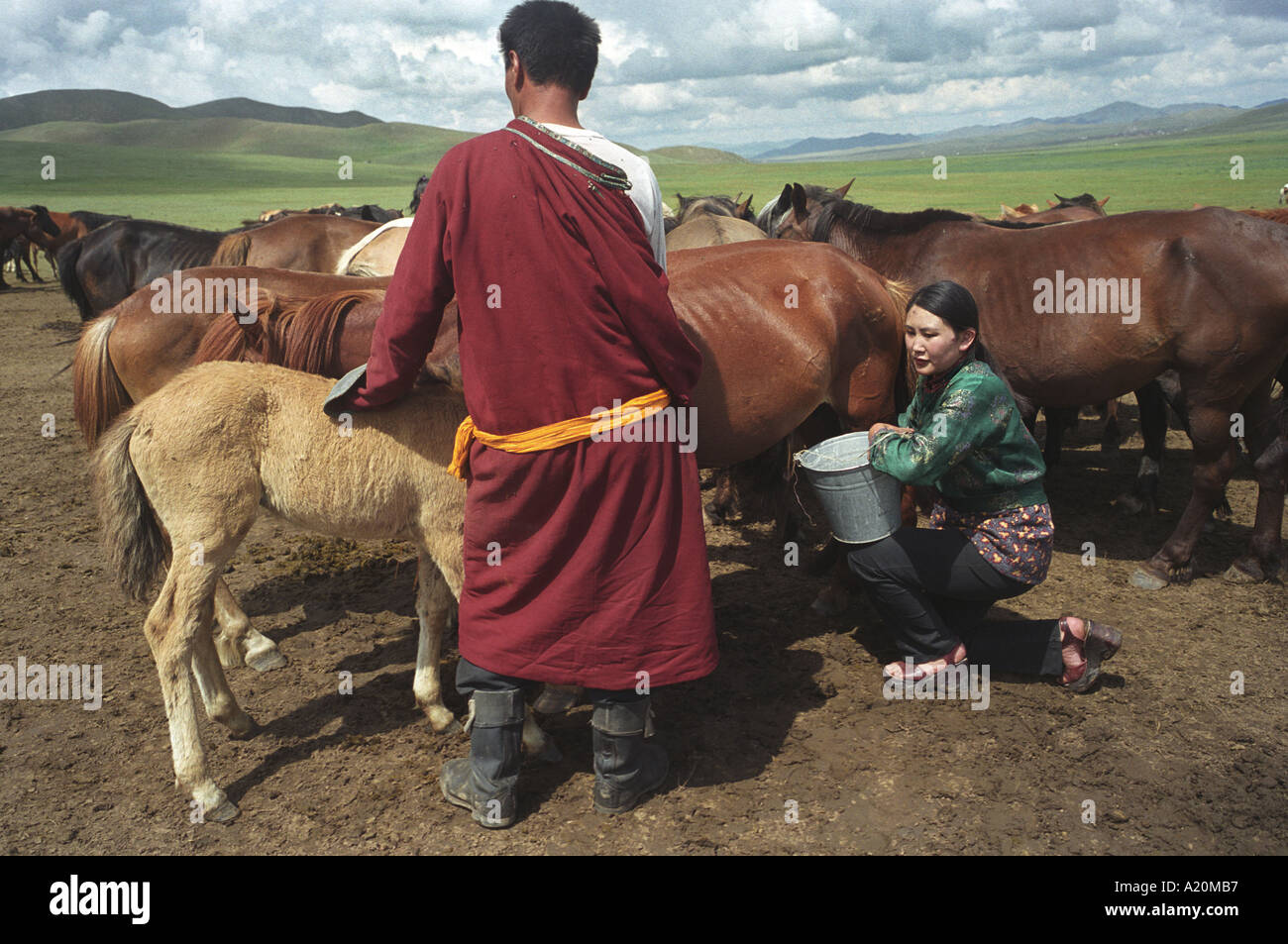 Nomadic family mongolian livestock hi-res stock photography and images ...