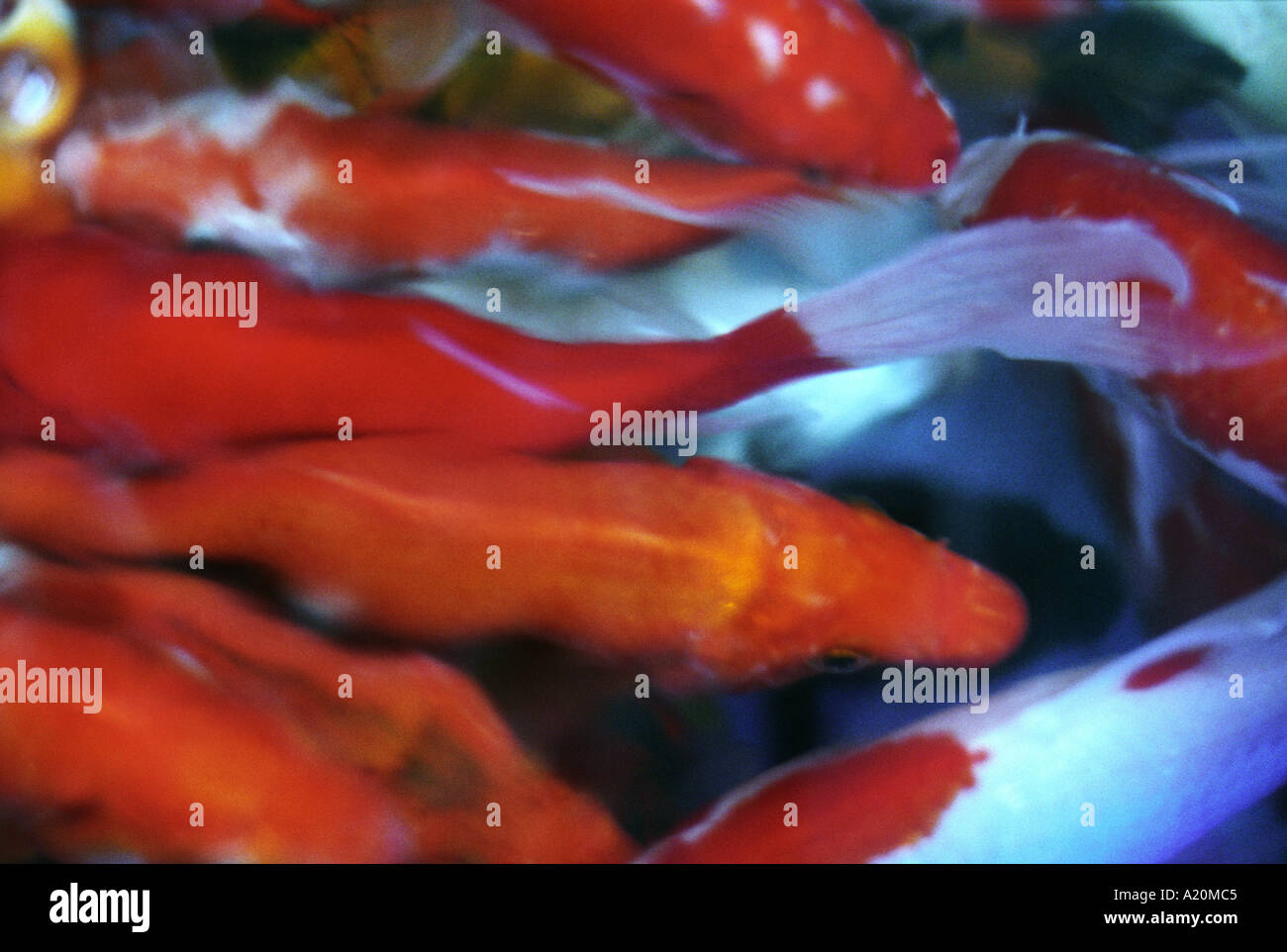 Koi carp, fish charms of financial prosperity for sale in a tank in Tung Choi Street, Hong Kong, China. Stock Photo