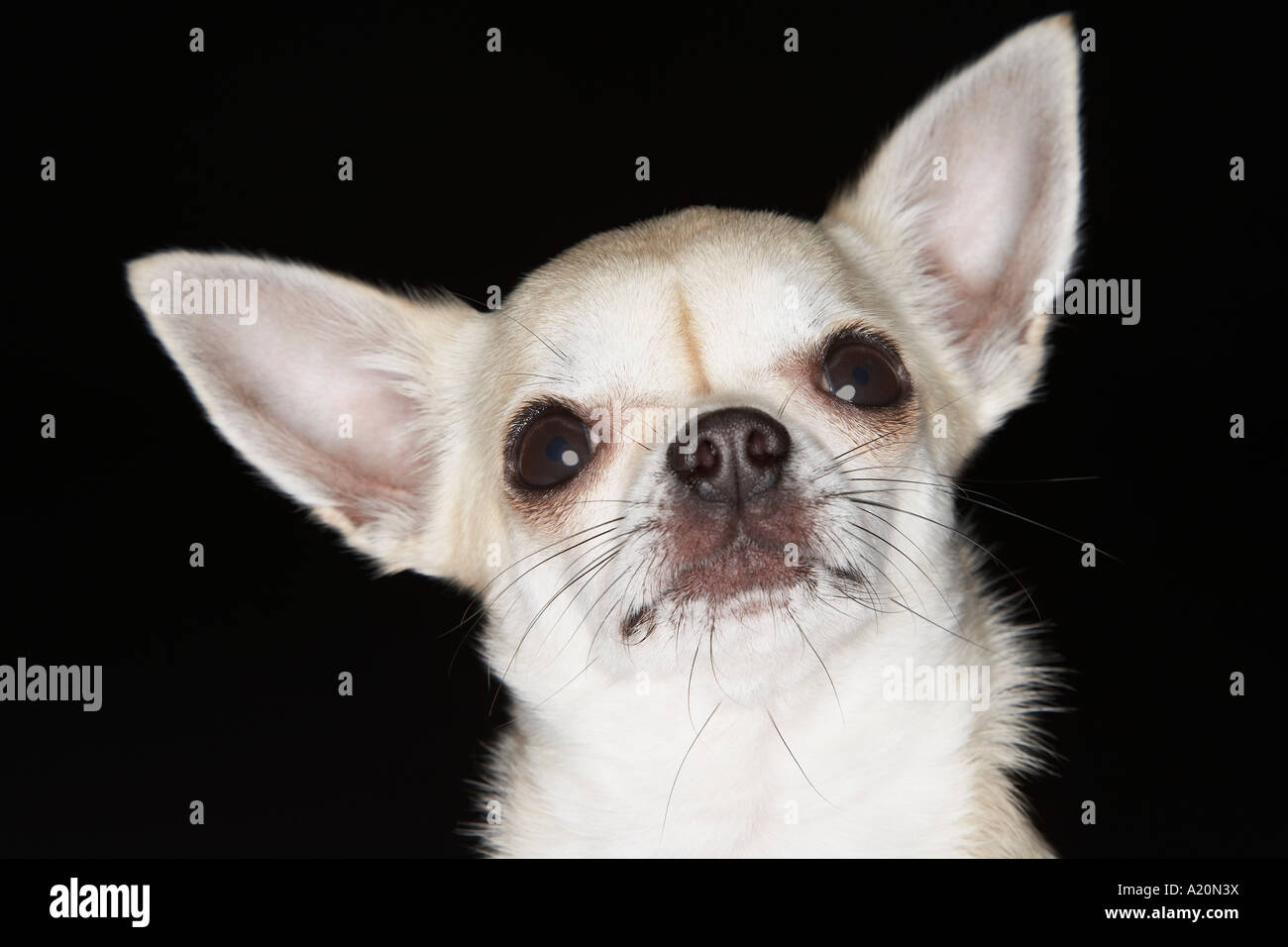 Chiww Chihuahua headshot hi-res stock photography and images - Alamy