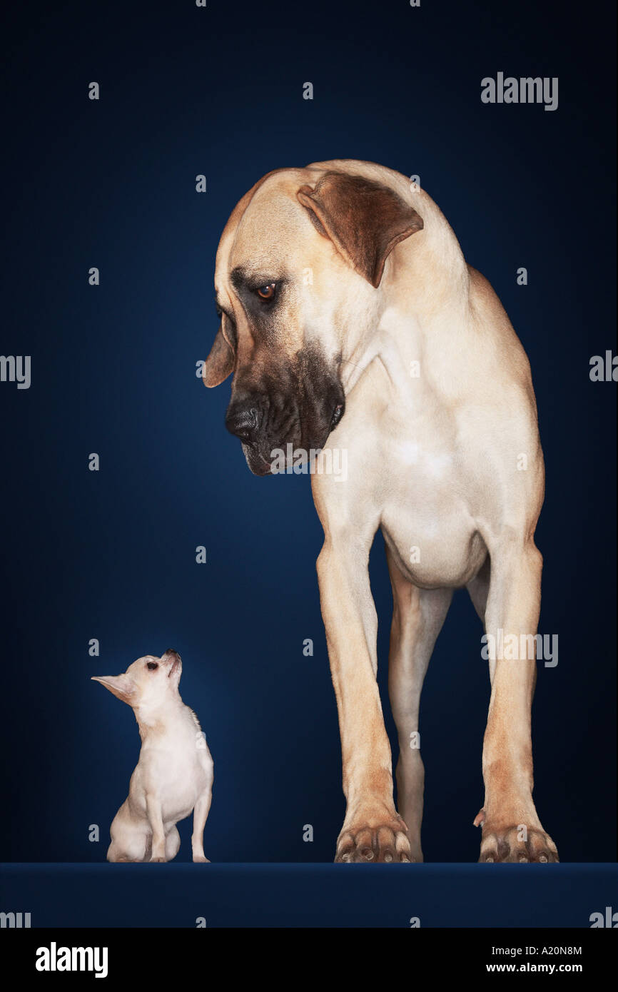 Chihuahua sitting, Great Dane standing alongside, front view Stock Photo