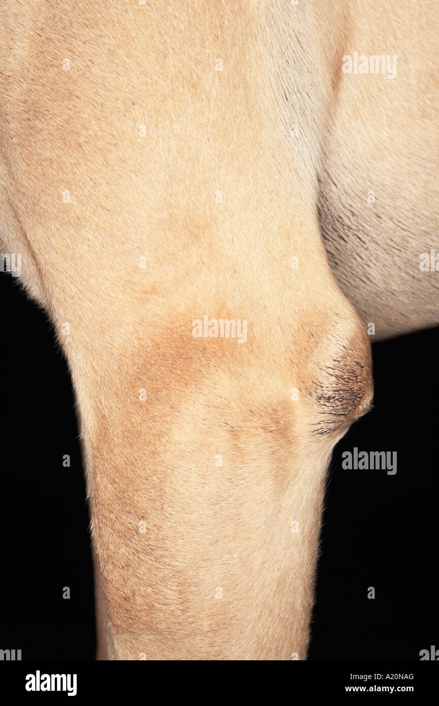 Dog, detail, upper leg Stock Photo