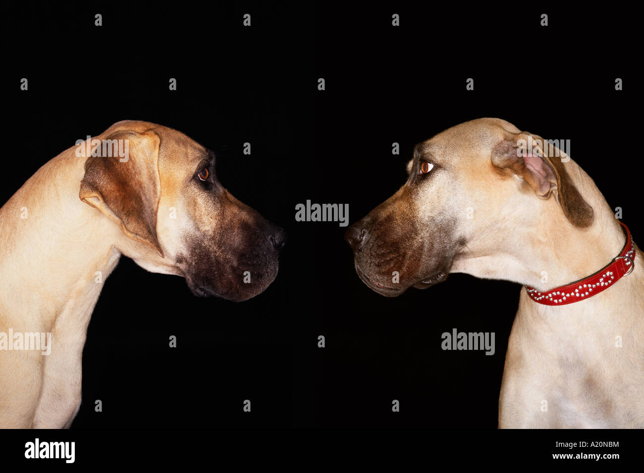 Two Brazilian mastiffs (Fila brasileiro) sitting face to face Stock Photo