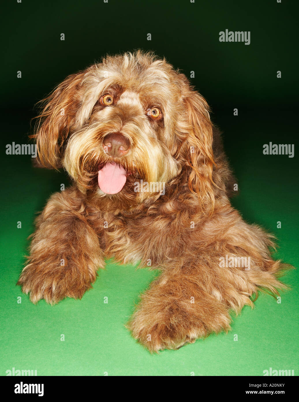 Otterhound lying rampant, tongue out Stock Photo