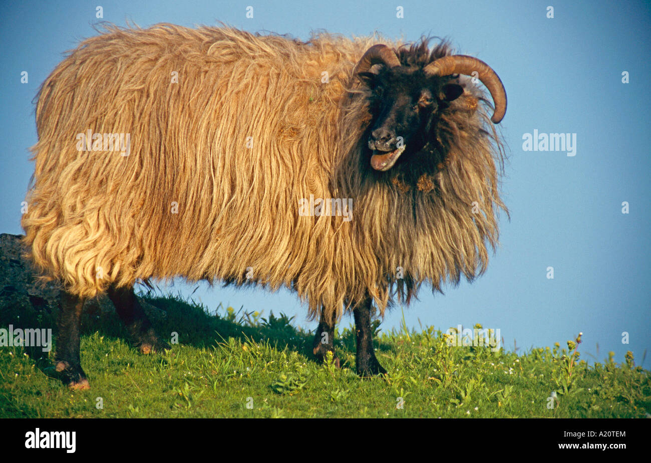 Heidschnucke Moorschnucke Moorland Sheep Germany Stock Photo