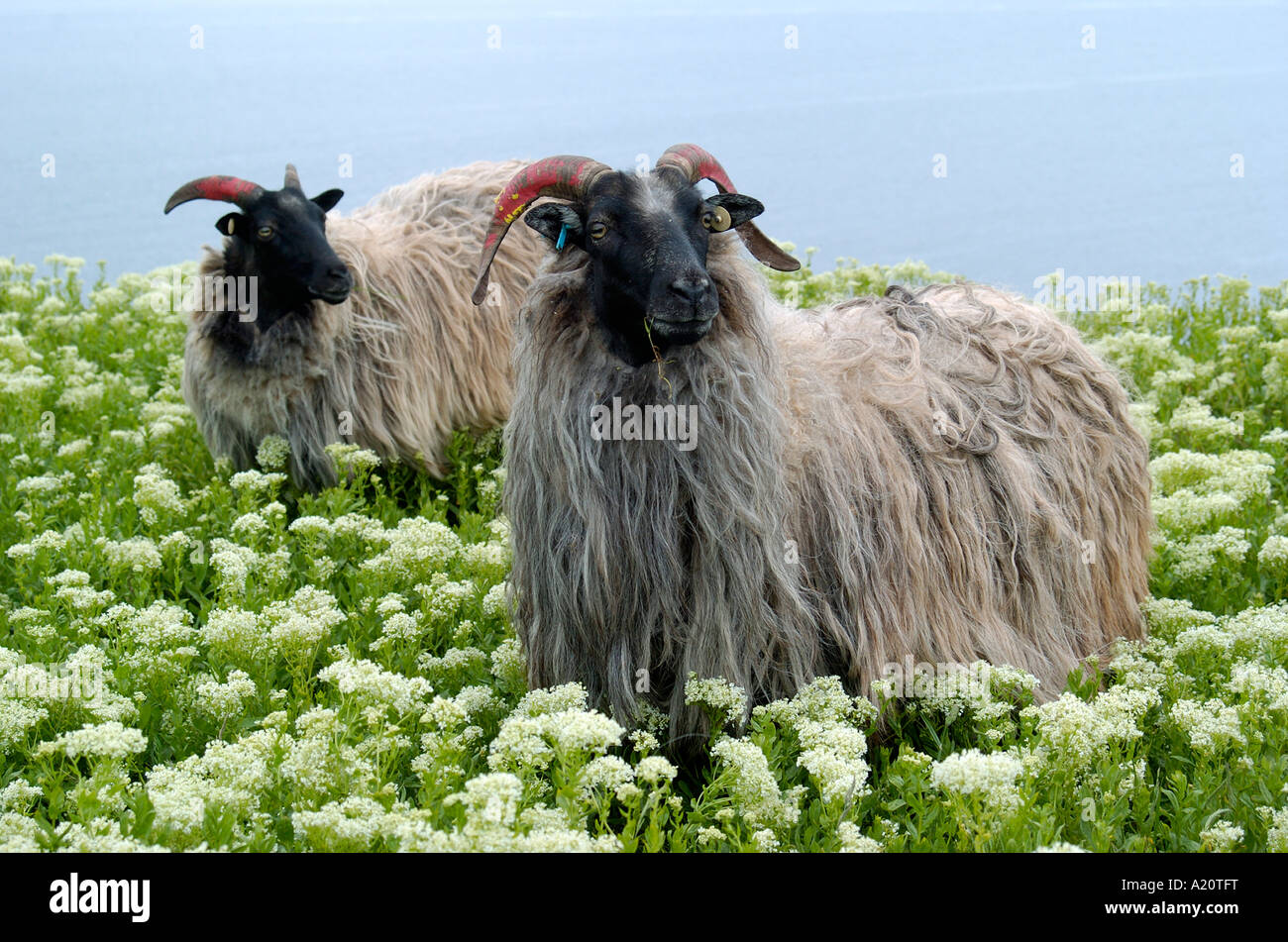 Sheep Germany Stock Photo Alamy