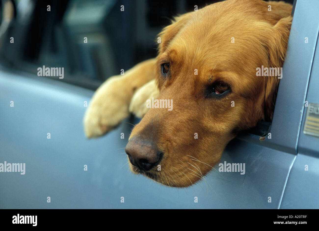 Dog Waiting For Its Owner Stock Photo Alamy dog-waiting-for-its-owner-stock-photo-alamy