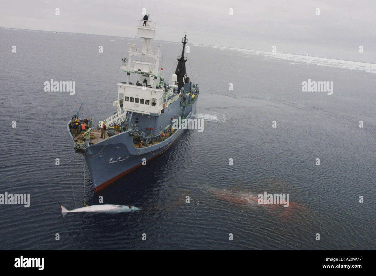 Japanese whaling fleet kill Antarctic minke whales in the Southern Ocean, Antarctica Stock Photo