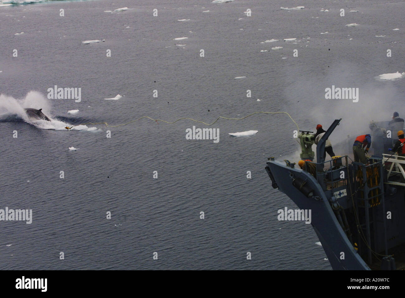 Japanese whaling fleet kill Antarctic minke whales in the Southern Ocean, Antarctica Stock Photo