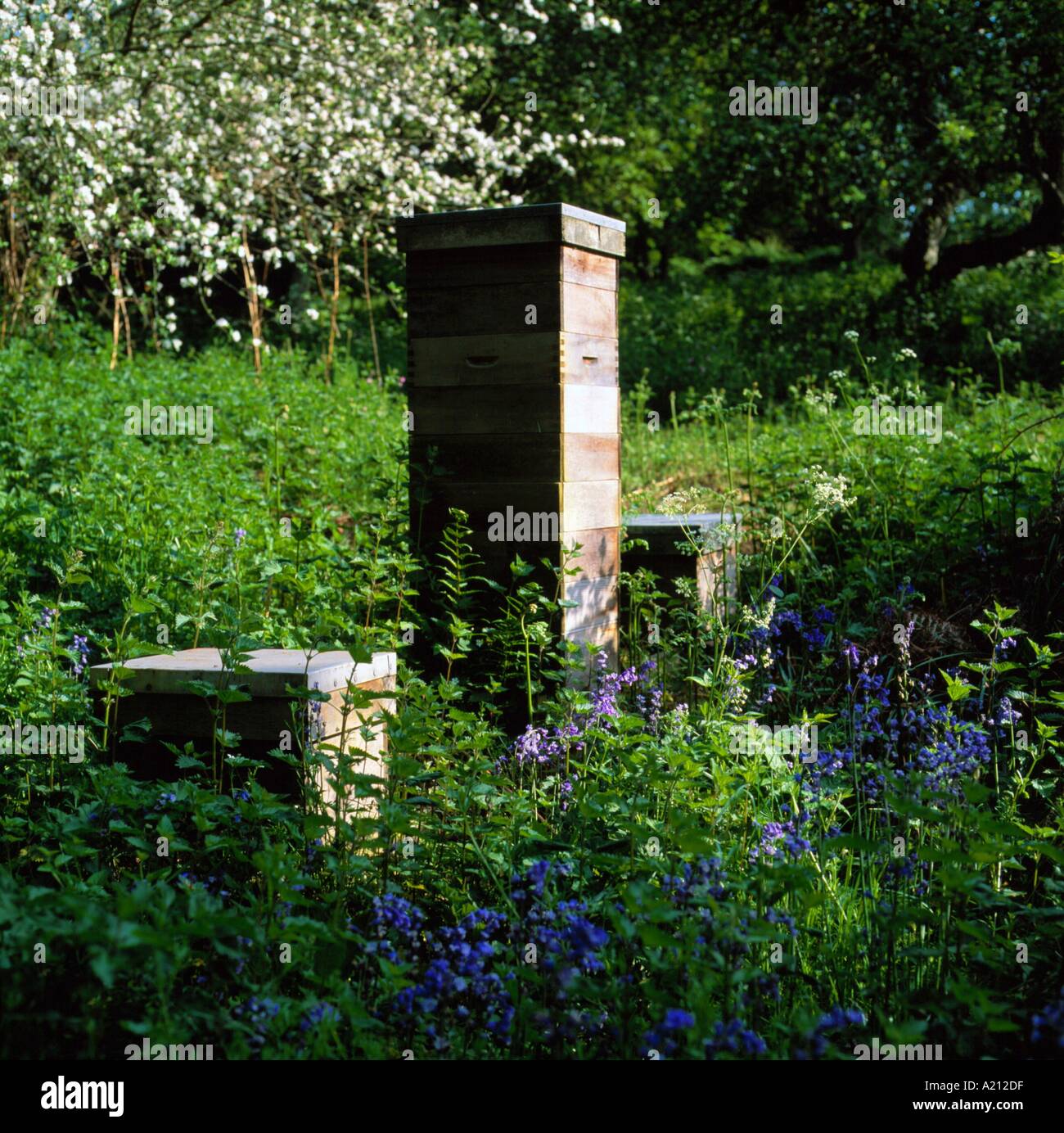 Beehives and bluebells Beenham Berkshire England UK D Lomax Stock Photo ...