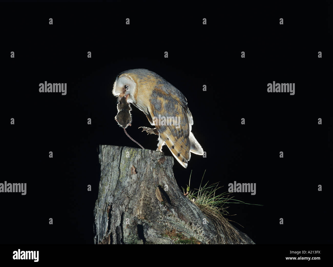 Barn owl with rat in beak Stock Photo