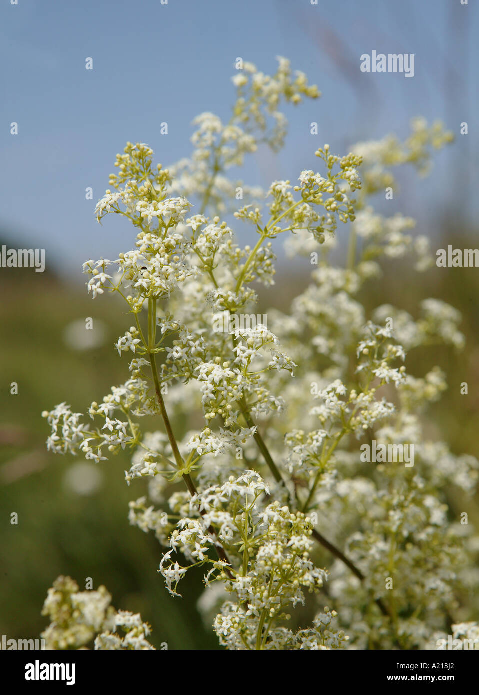 beautiful White wild flowers grow on the side of the english highway Stock Photo