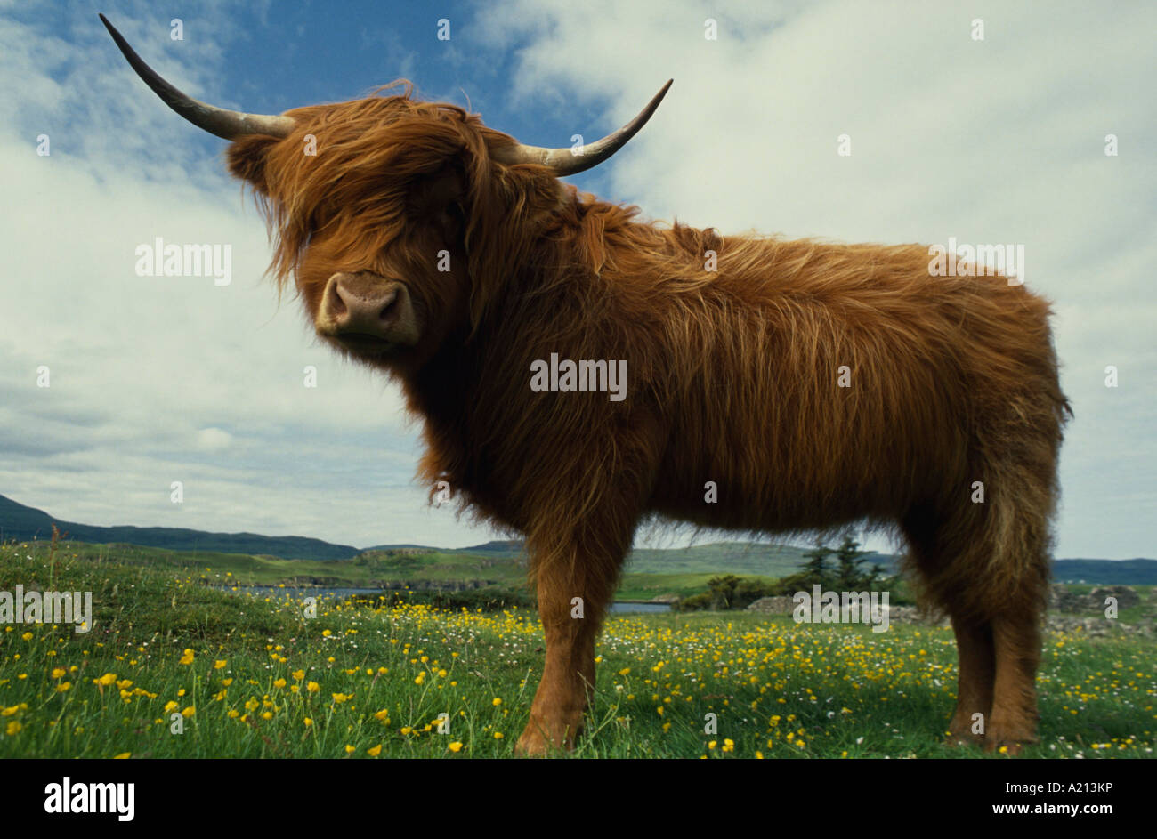 Scottish Highland Cattle Hausrind Schottisches Hochlandrind Stock Photo
