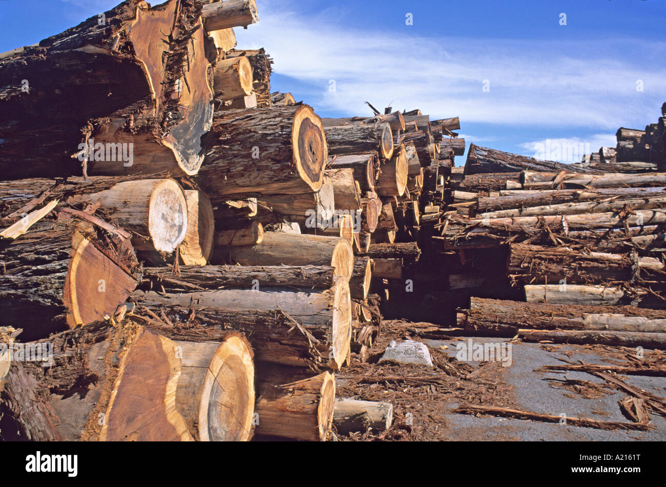 redwood logs on mill deck California Stock Photo