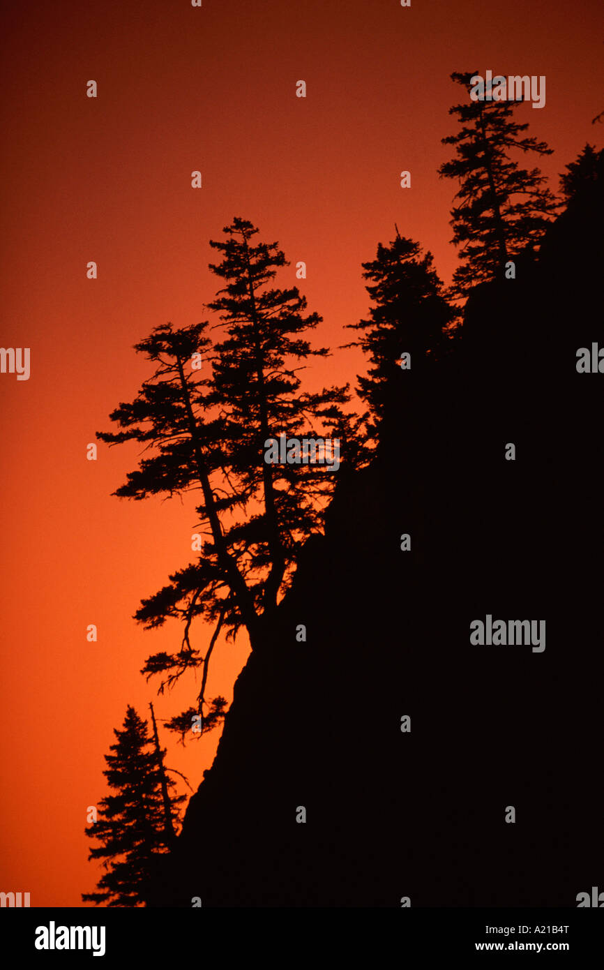 Douglas Fir Tree Silhouette Douglas Fir Tree Images – Browse 9,782
