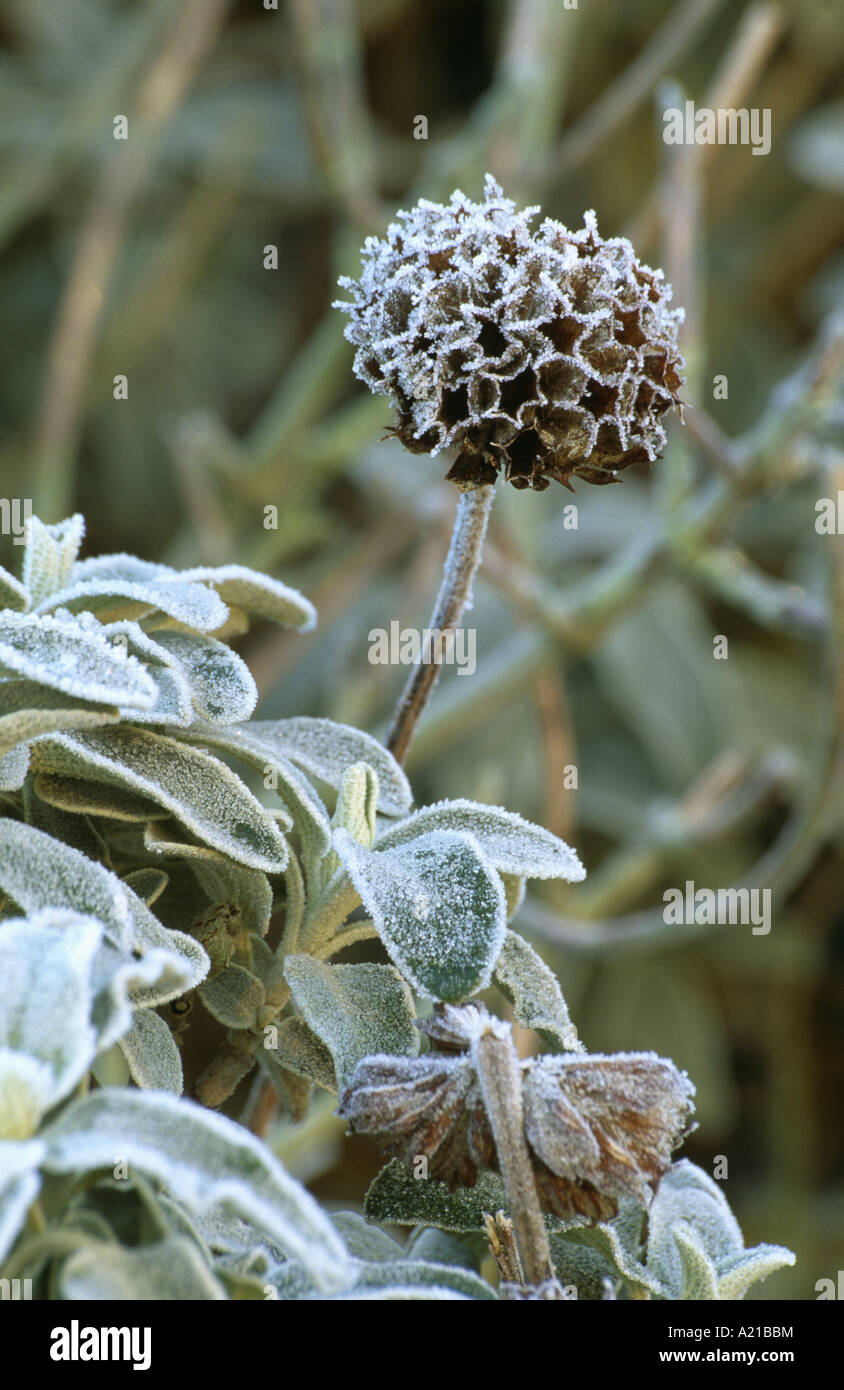 Close-up of frosted Phlomis Fruticosa Stock Photo