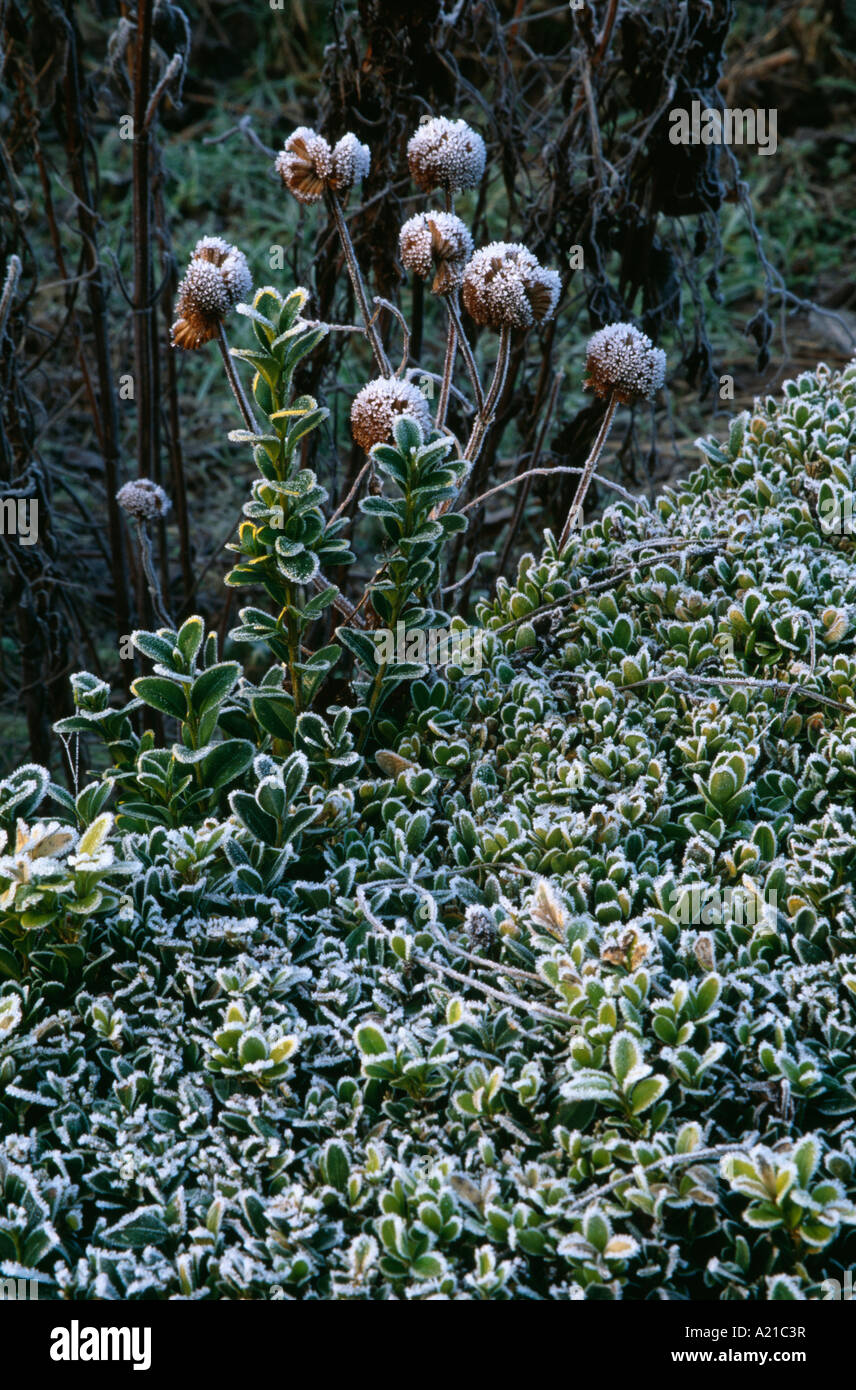Close-up of frosted Hebe and roses in Winter garden border Stock Photo