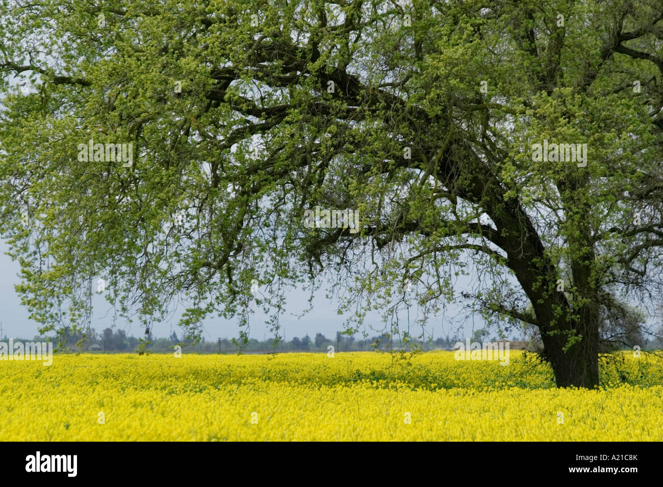 California oak tree in mustard hires stock photography and images Alamy