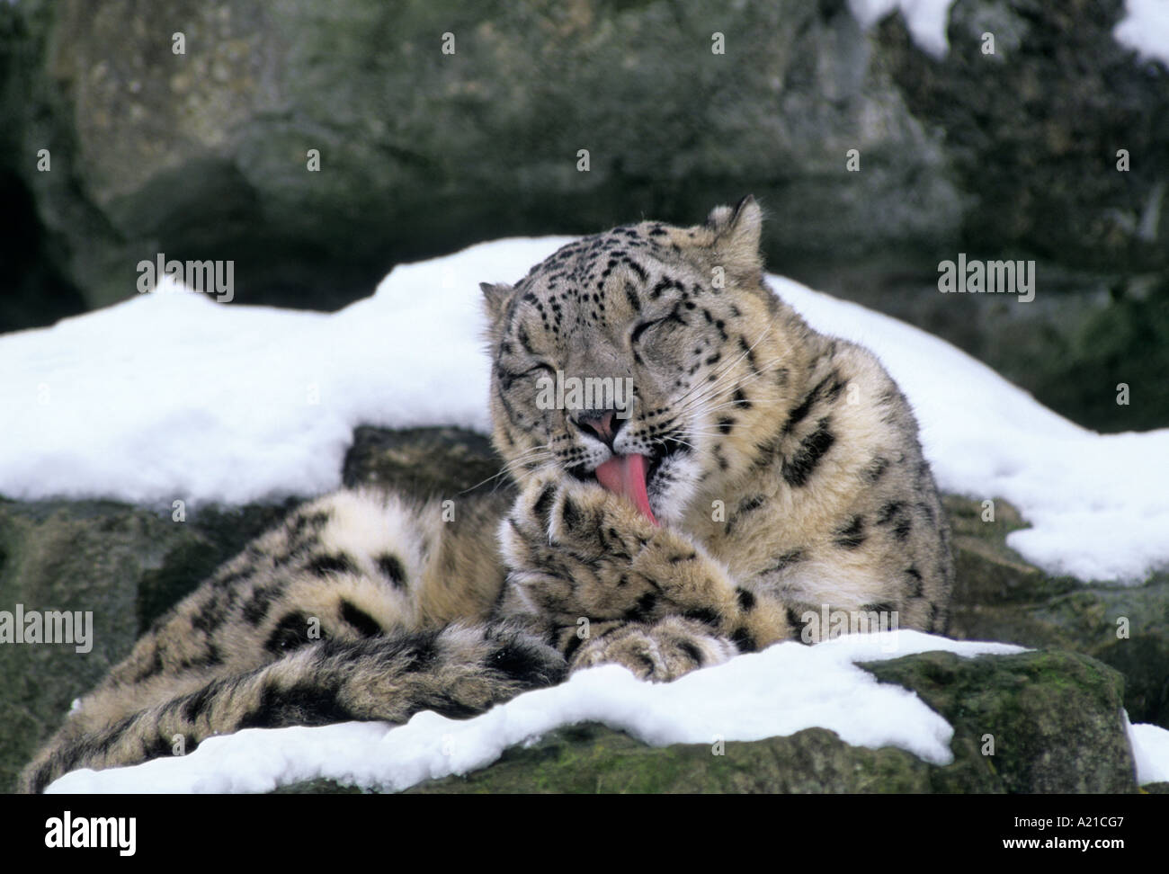 владикавказский зоопарк. животные владикавказ. владикавказский зоопарк владикавказ. животные владикавказ. зоопарк владикавказ режим.