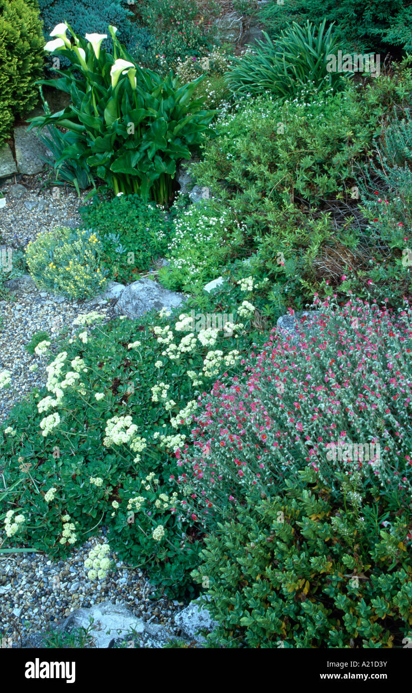 Hebe and Zantedeschia in summer garden border Stock Photo