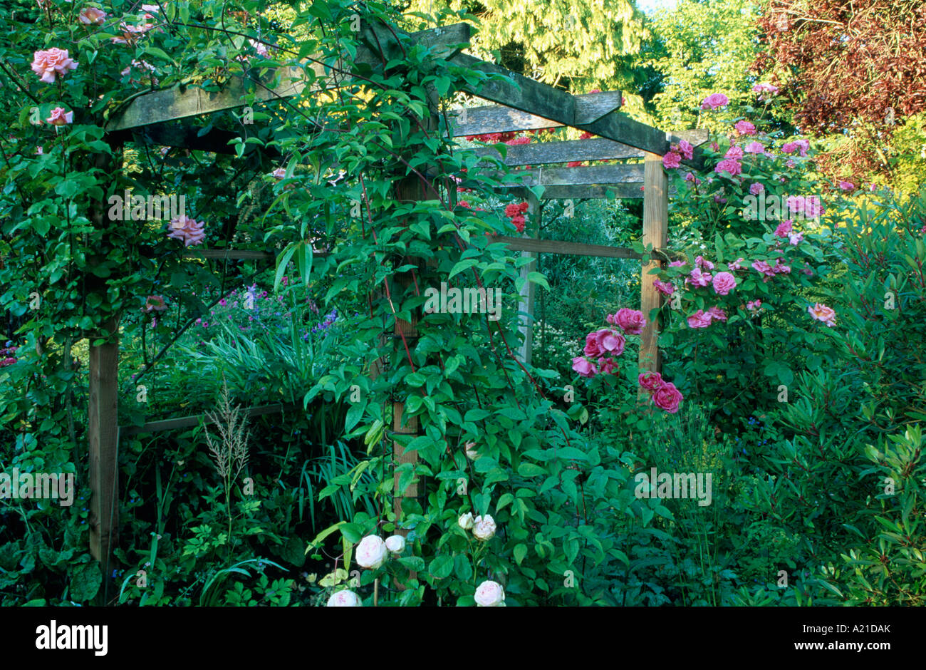 Pink climbing rose over rustic pergola in summer garden Stock Photo - Alamy